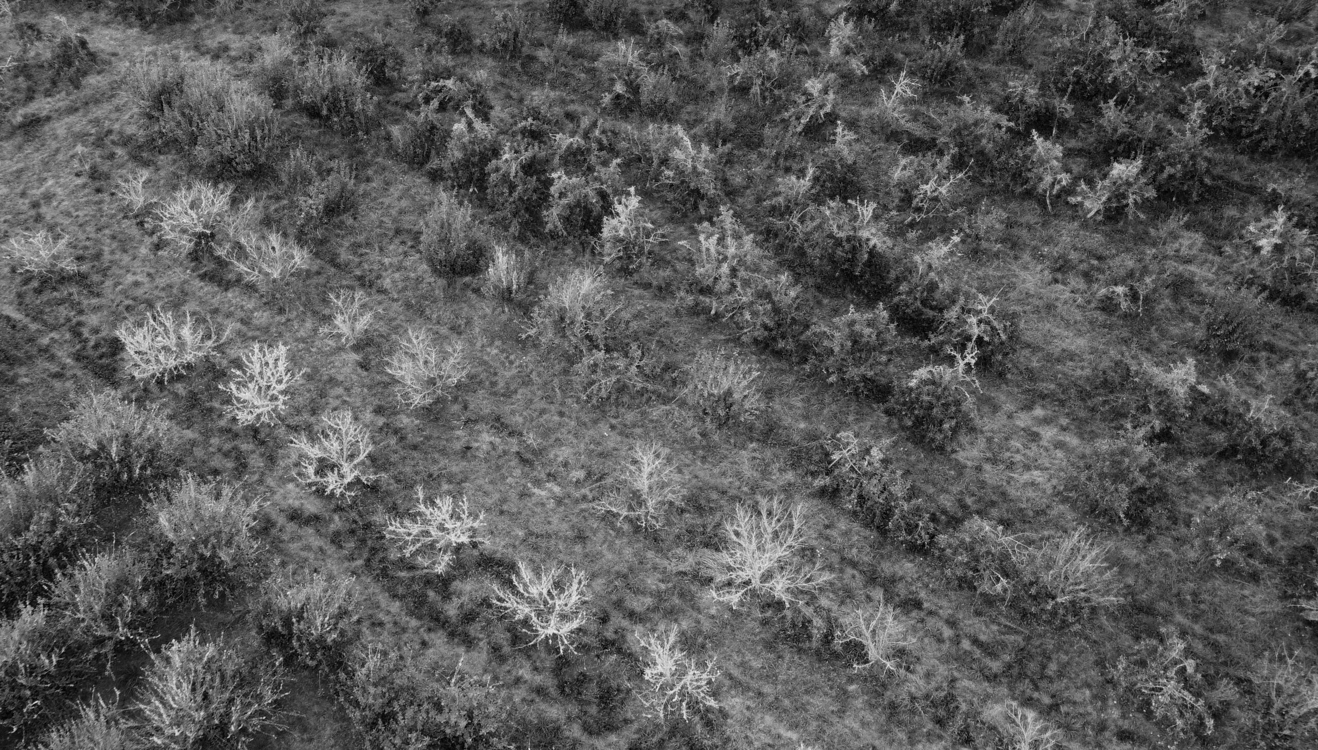 Oratia orchard rows from above — Oratia, Auckland, New Zealand
